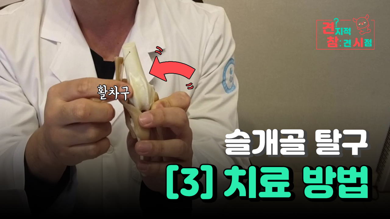 IU동물메디컬 센터